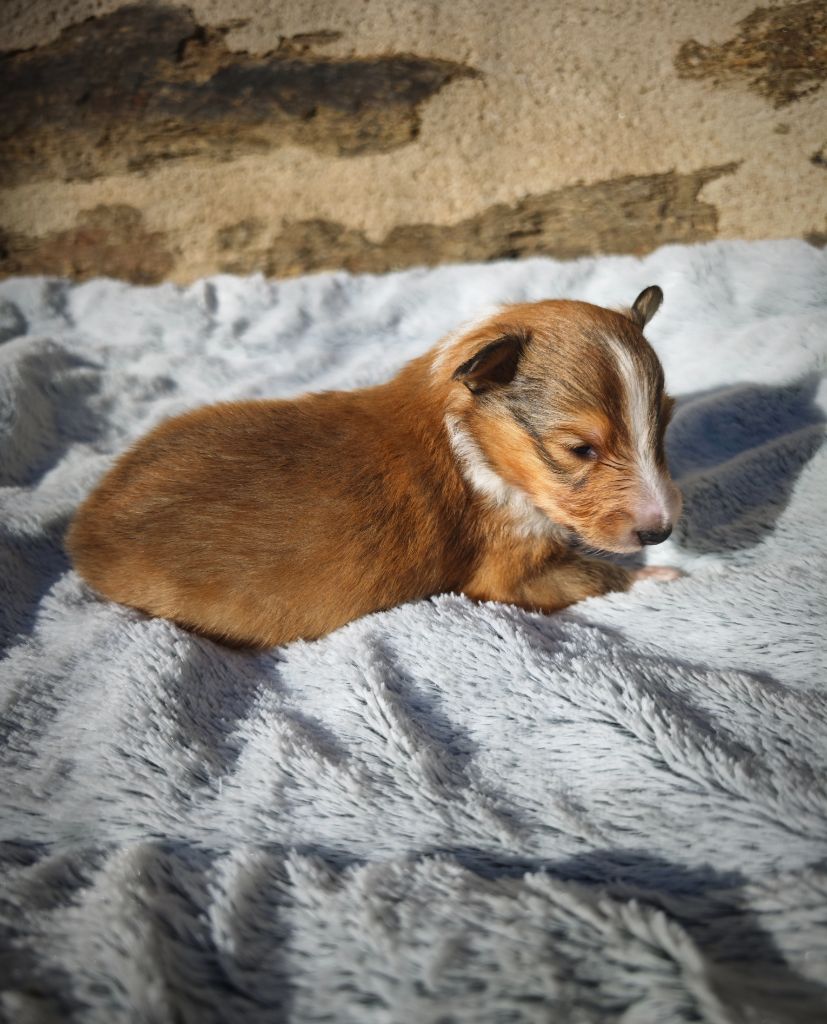 Du Domaine De L'harmonie - Chiot disponible  - Shetland Sheepdog