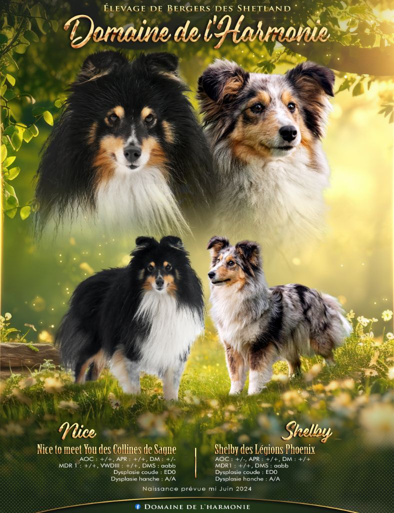 chiot Shetland Sheepdog Du Domaine De L'harmonie