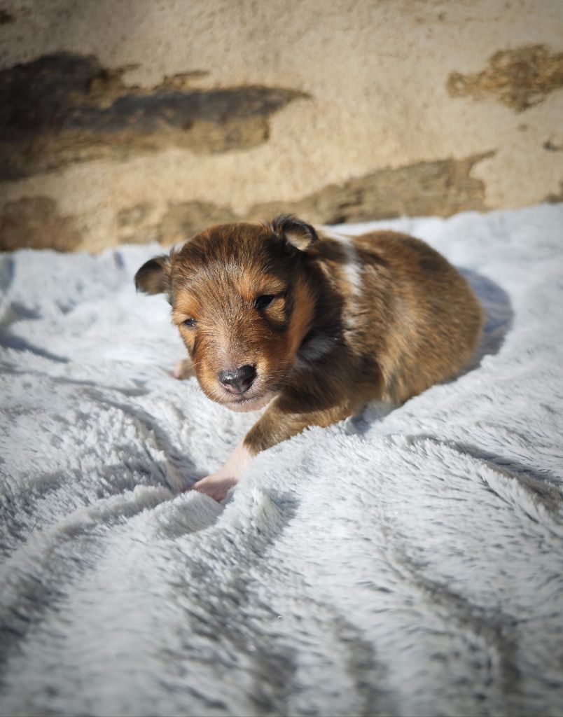 Du Domaine De L'harmonie - Chiot disponible  - Shetland Sheepdog