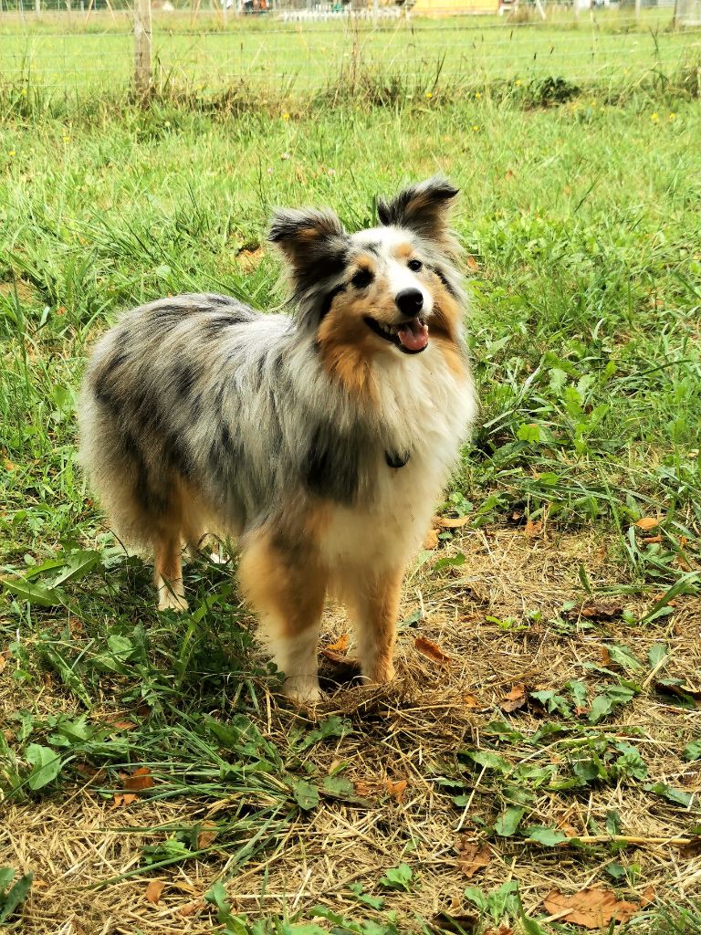 O'aloha Du Domaine De L'harmonie