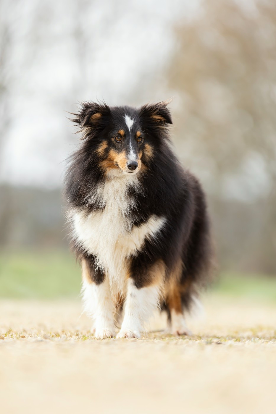 Vitality du Domaine du Carpé
