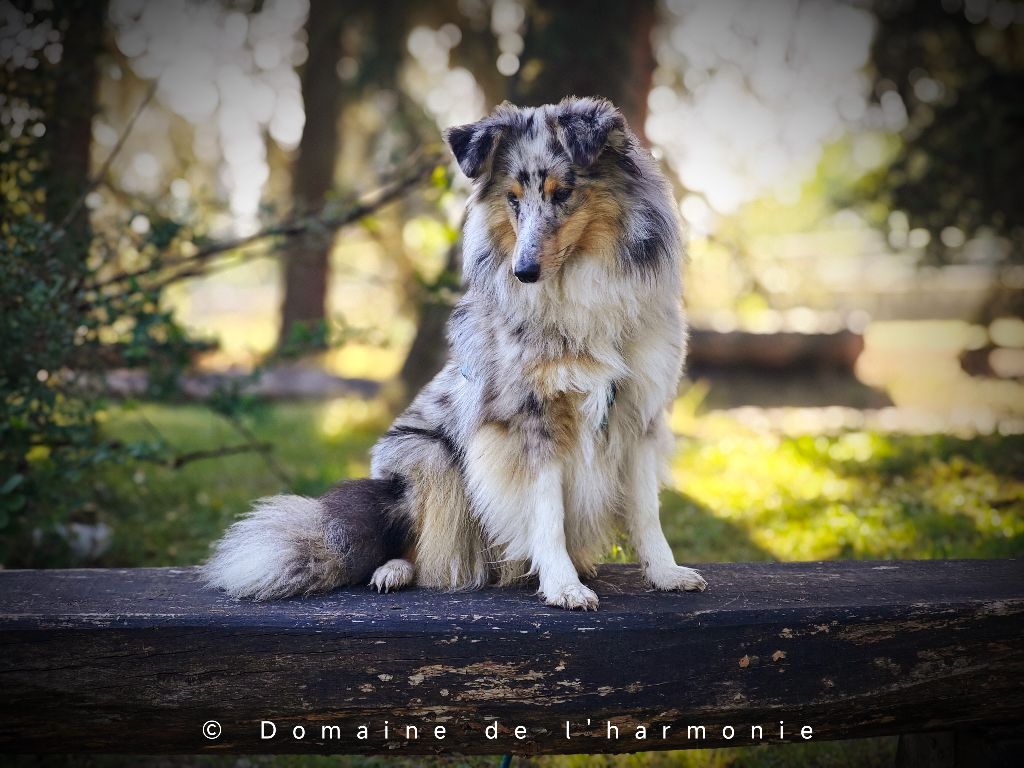 Valya Du Domaine De L'harmonie