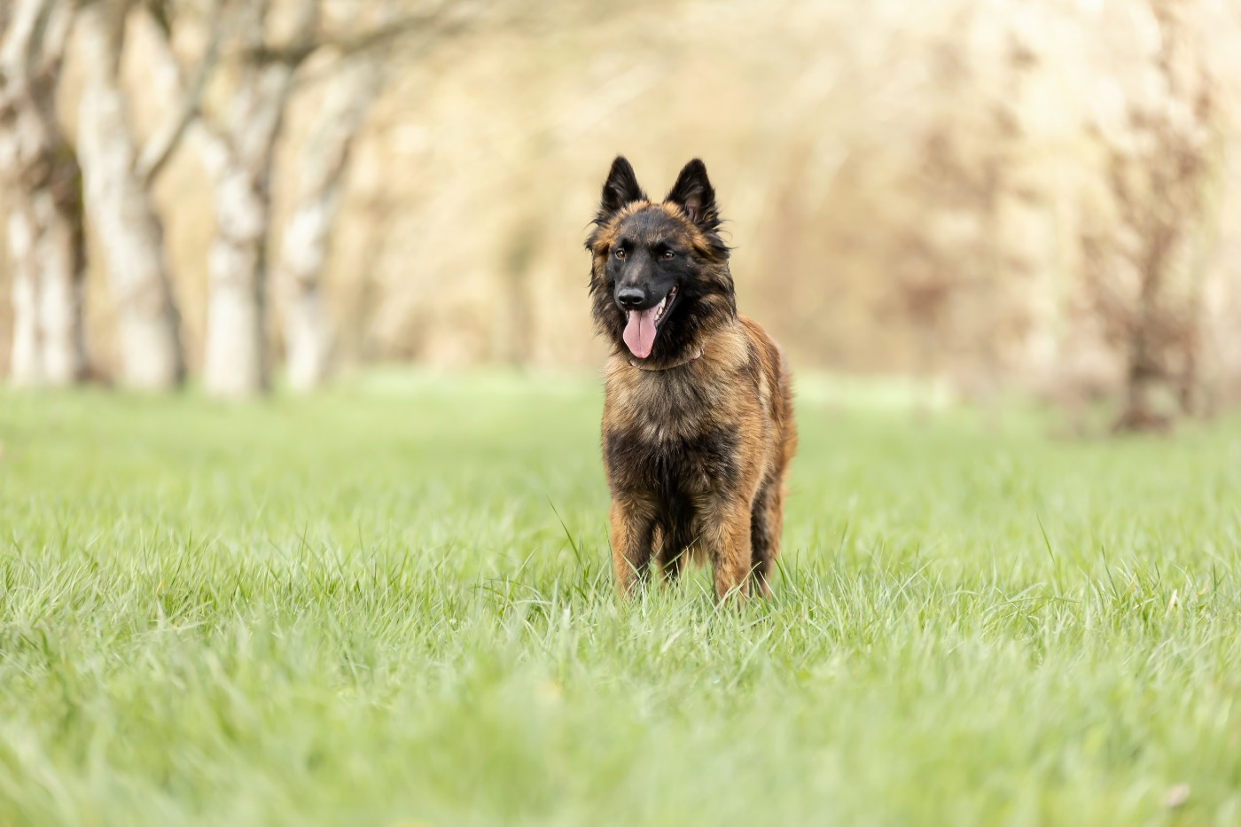 Akira Du Domaine De L'harmonie