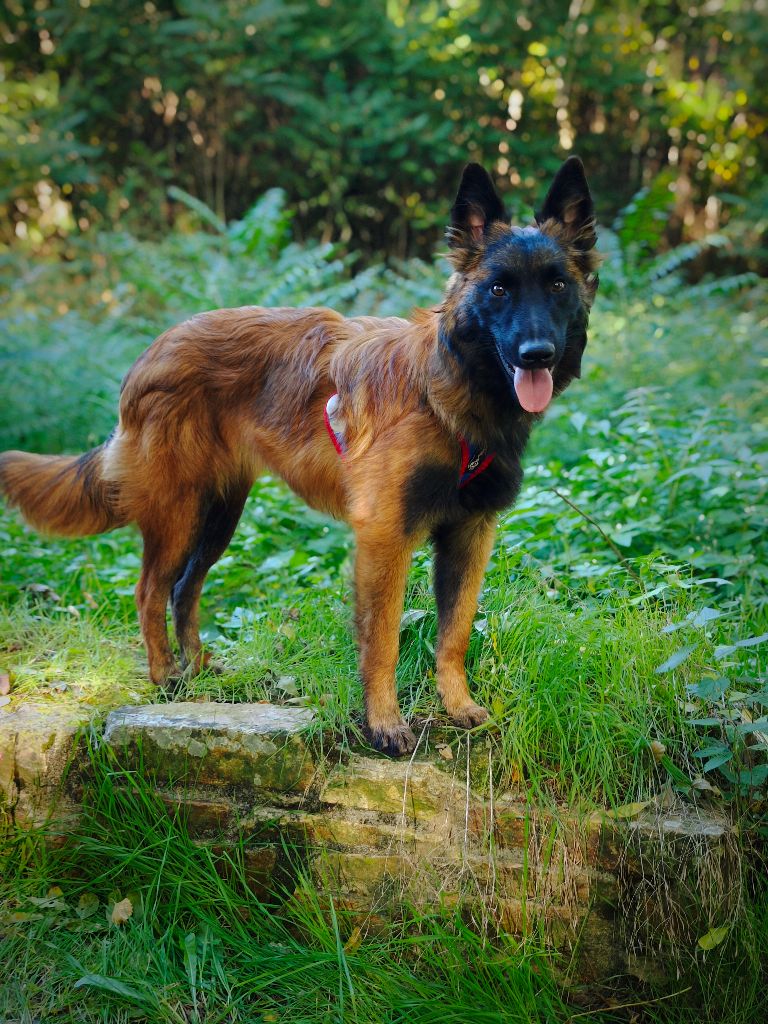 Akira Du Domaine De L'harmonie