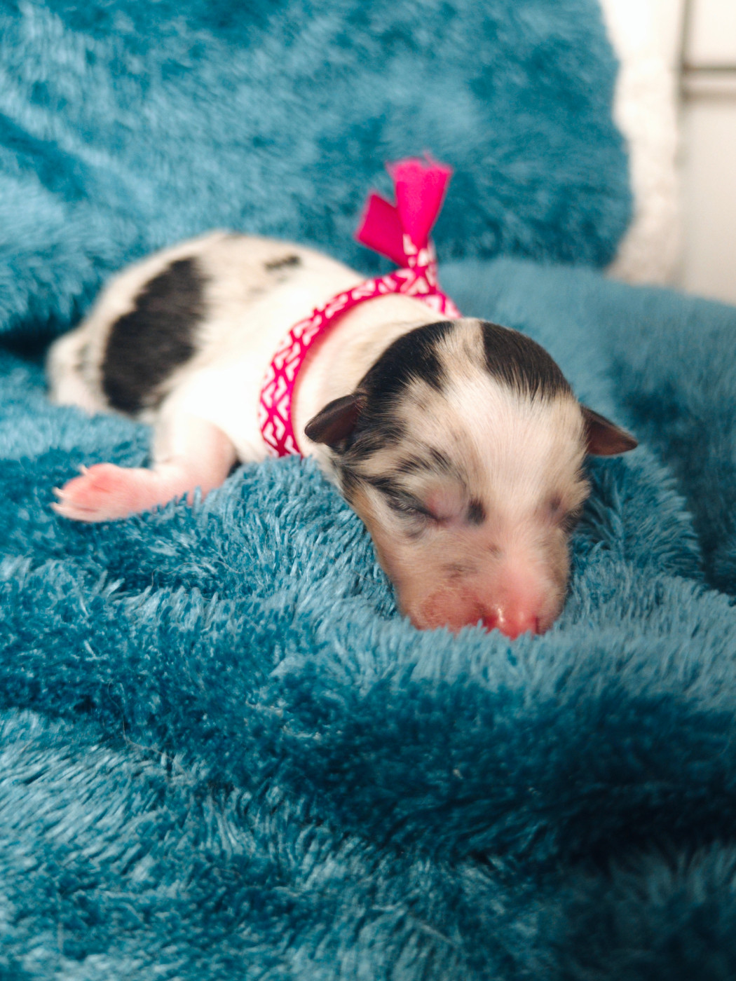 Femelle rose - bleu merle 