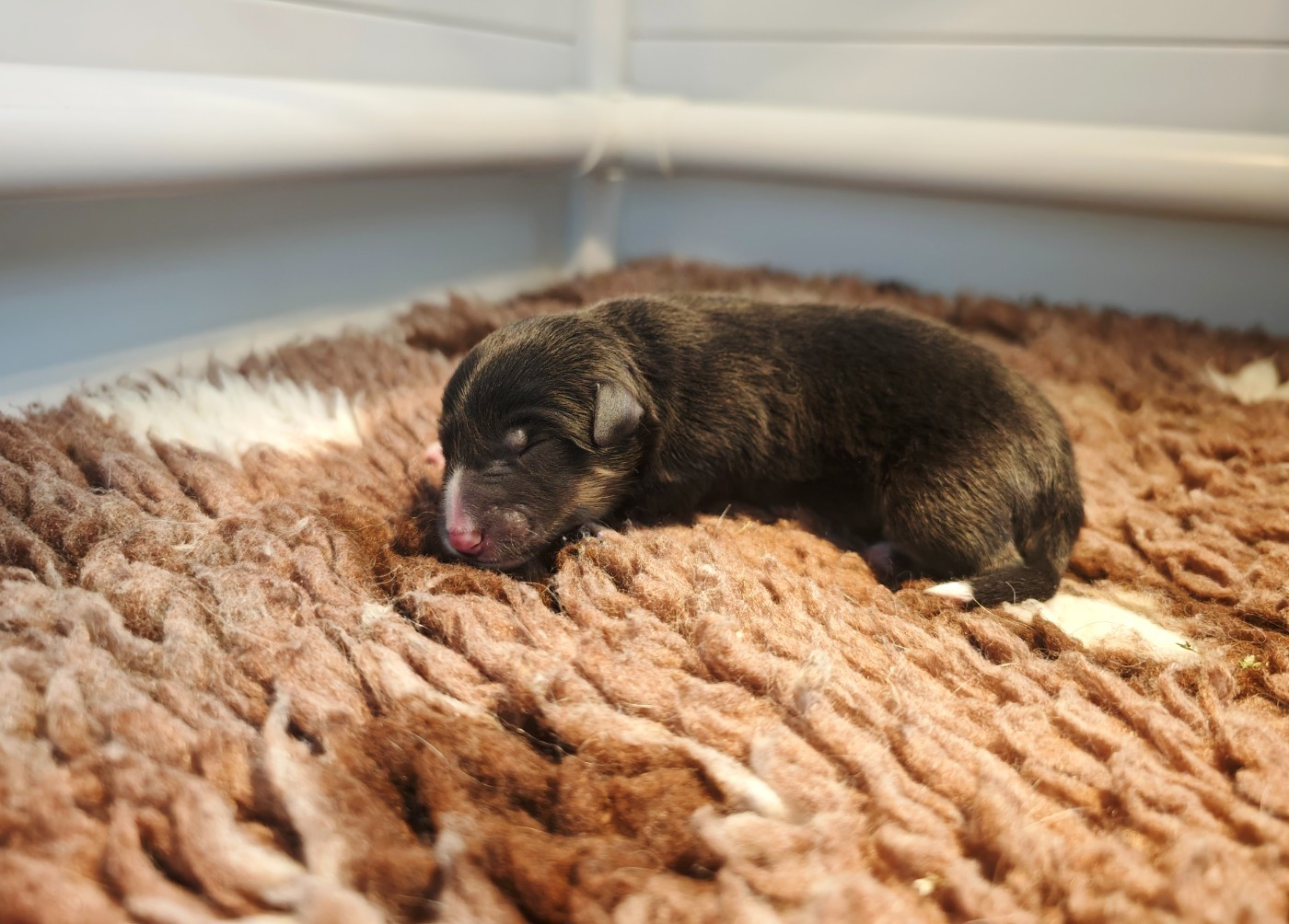 Du Domaine De L'harmonie - Chiots disponibles - Shetland Sheepdog