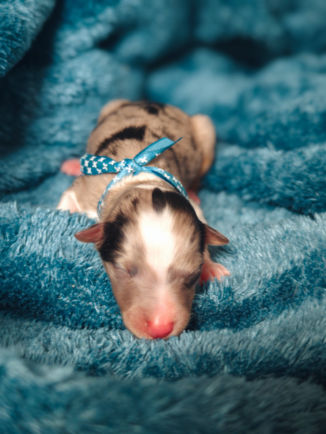 Du Domaine De L'harmonie - Chiots disponibles - Shetland Sheepdog