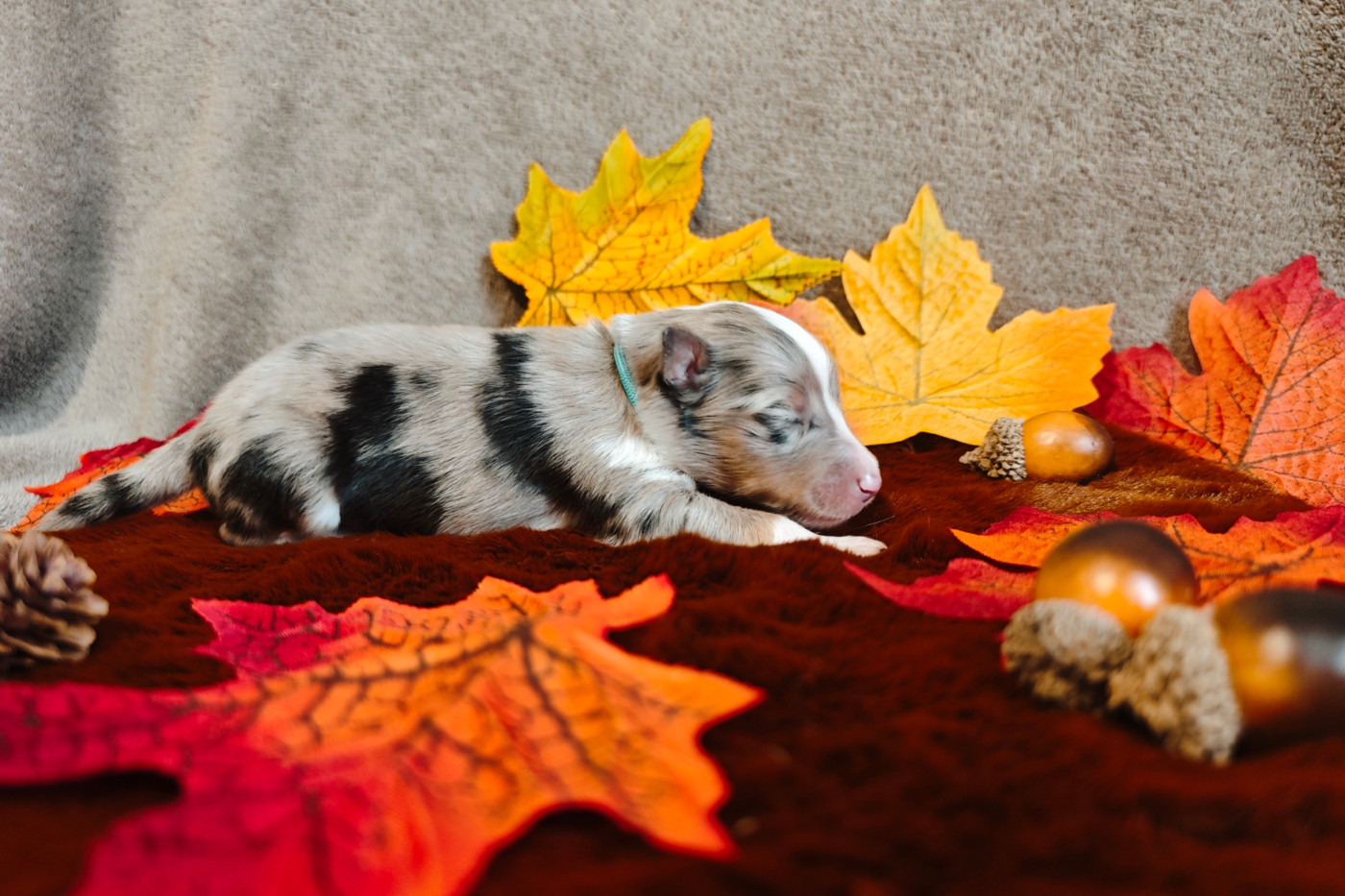 Du Domaine De L'harmonie - Chiots disponibles - Shetland Sheepdog