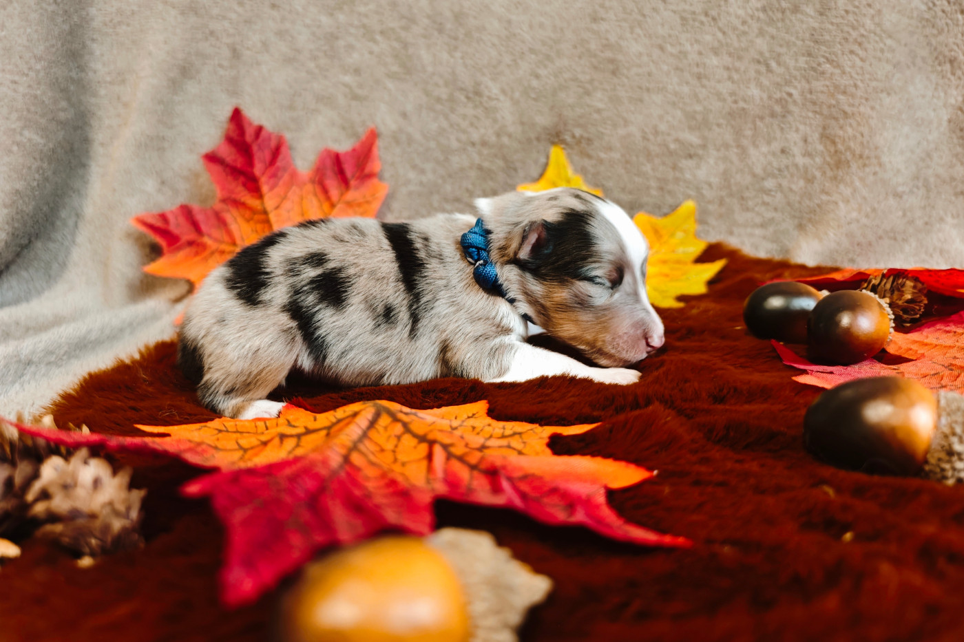 Du Domaine De L'harmonie - Chiots disponibles - Shetland Sheepdog