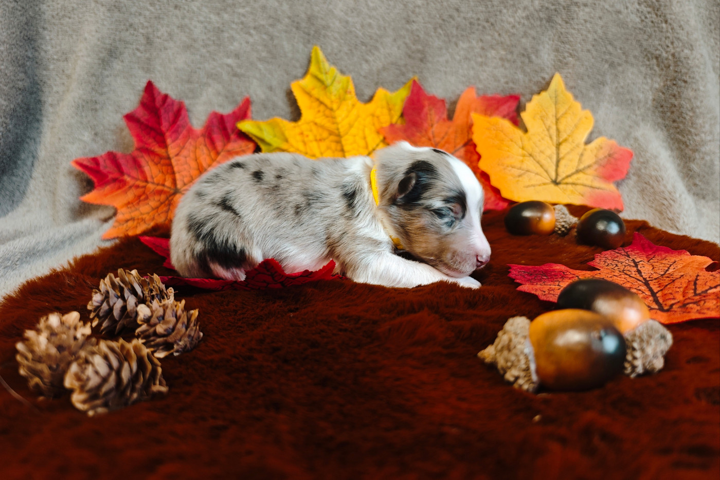 Du Domaine De L'harmonie - Chiots disponibles - Shetland Sheepdog