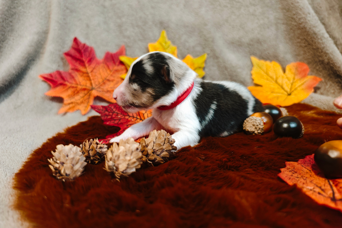 Du Domaine De L'harmonie - Chiots disponibles - Shetland Sheepdog