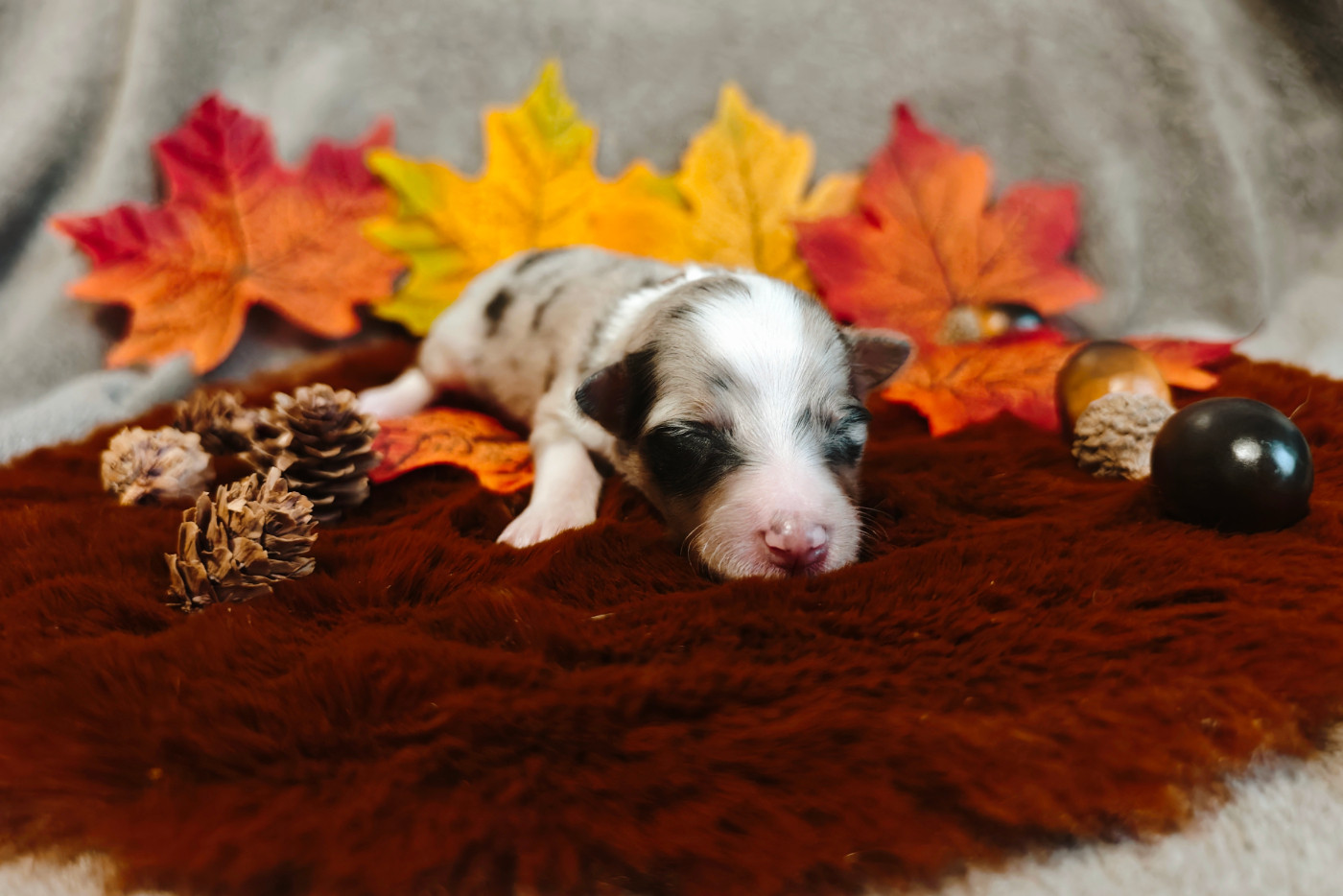 Du Domaine De L'harmonie - Chiots disponibles - Shetland Sheepdog
