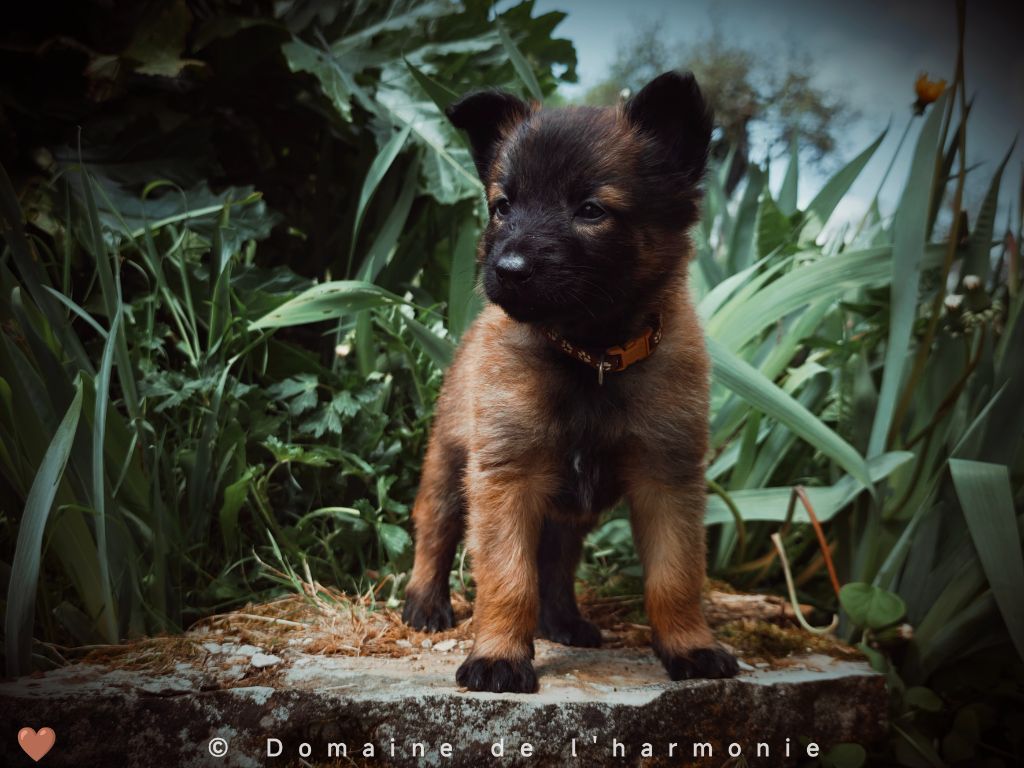 Du Domaine De L'harmonie - Chiots disponibles - Berger Belge