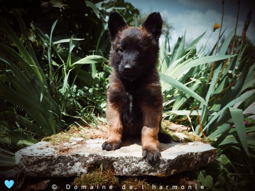 Du Domaine De L'harmonie - Chiots disponibles - Berger Belge