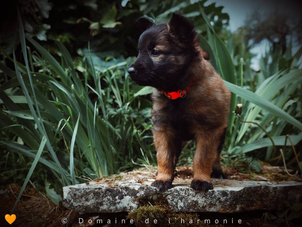 Du Domaine De L'harmonie - Chiots disponibles - Berger Belge