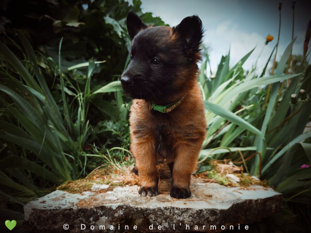 Du Domaine De L'harmonie - Chiots disponibles - Berger Belge