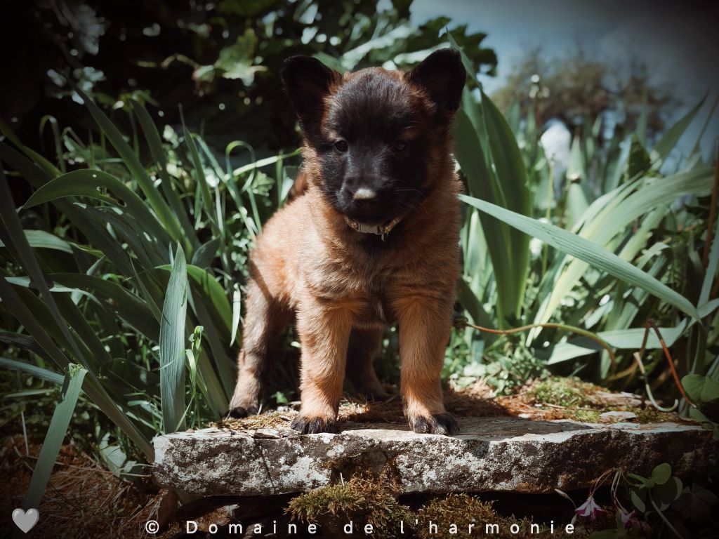 Du Domaine De L'harmonie - Chiots disponibles - Berger Belge