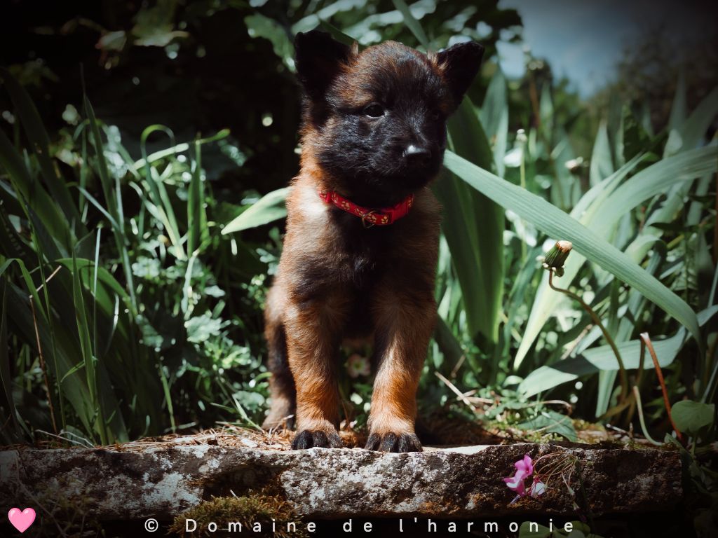 Du Domaine De L'harmonie - Chiots disponibles - Berger Belge