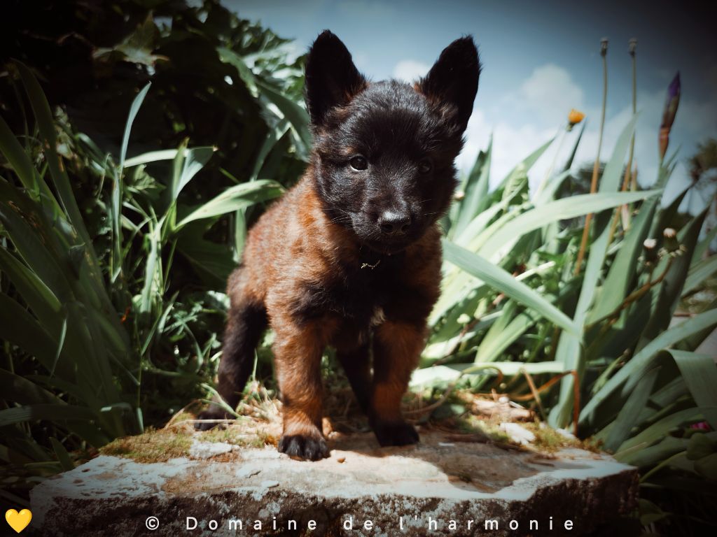 Du Domaine De L'harmonie - Chiots disponibles - Berger Belge