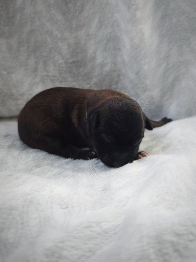 Du Domaine De L'harmonie - Chiots disponibles - Berger Belge